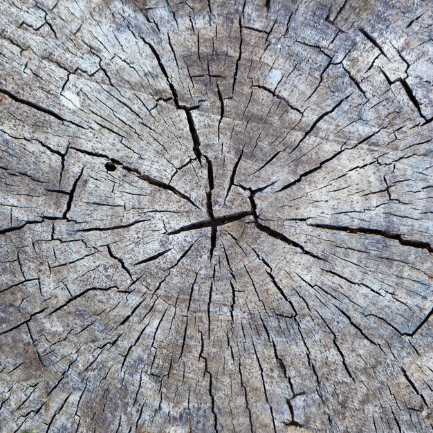 Photo coseup old wooden cut texture