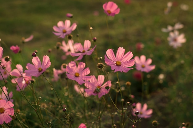 Foto cosmea bloemen zomerbloemen zoals madeliefjes bloemen op groene achtergrond