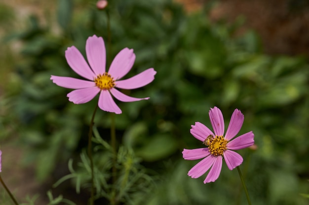 Cosmea 또는 Cosmos lat Cosmos는 정원에 핀다