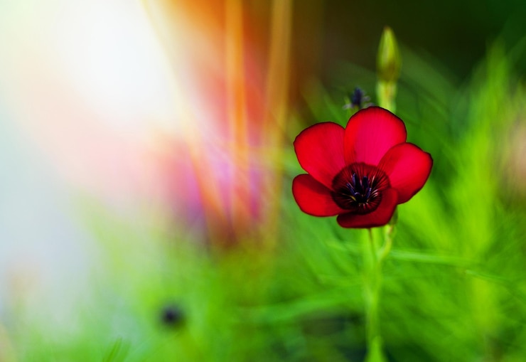 Foto cosmea zomerbloem. cosmos bipinnatus