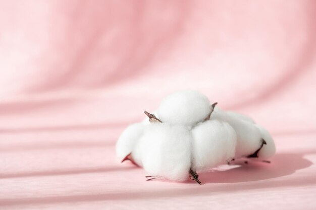 Photo cosmetic pink background for product presentation with cotton flower shadows and light from windows