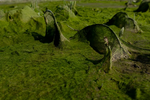 cosmic landscape of mud resulting after the low tide of the water level