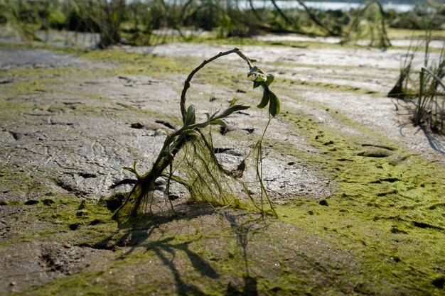 cosmic landscape of mud resulting after the low tide of the water level