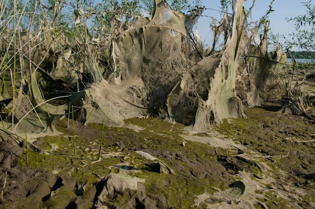 cosmic landscape of mud resulting after the low tide of the water level