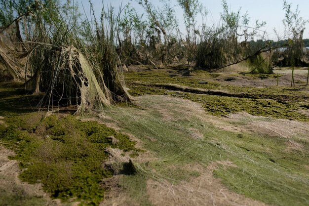 cosmic landscape of mud resulting after the low tide of the water level