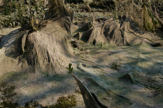 cosmic landscape of mud resulting after the low tide of the water level