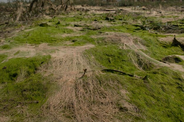 cosmic landscape of mud resulting after the low tide of the water level