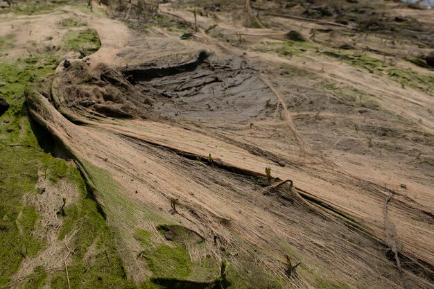 cosmic landscape of mud resulting after the low tide of the water level