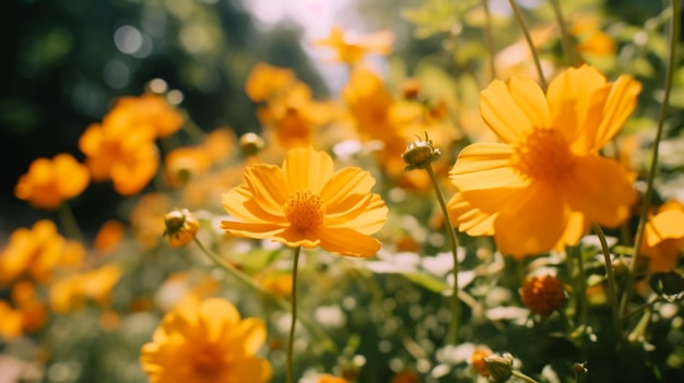 Cosmo Flower Garden In Tokyo