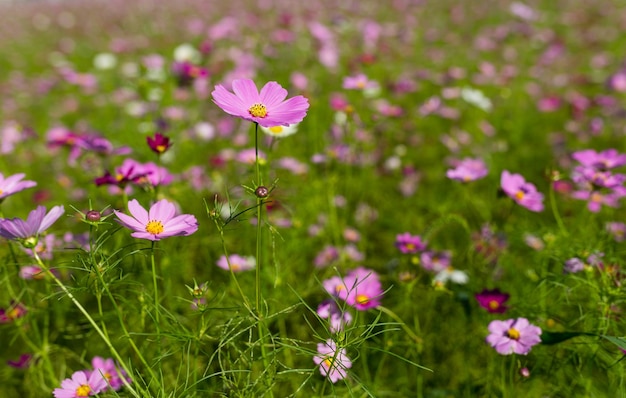 コスモの花