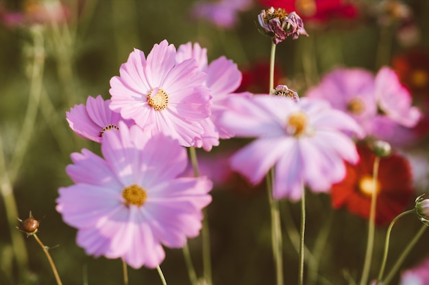 Cosmo flowers in the garden with sunlight in the morning. 