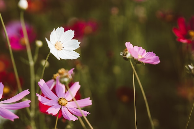 朝の日差しと庭のコスモの花。