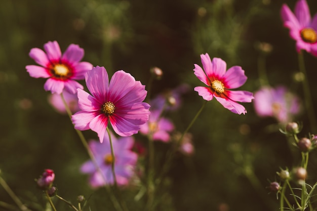 Photo cosmo flowers in the garden with sunlight in the morning.