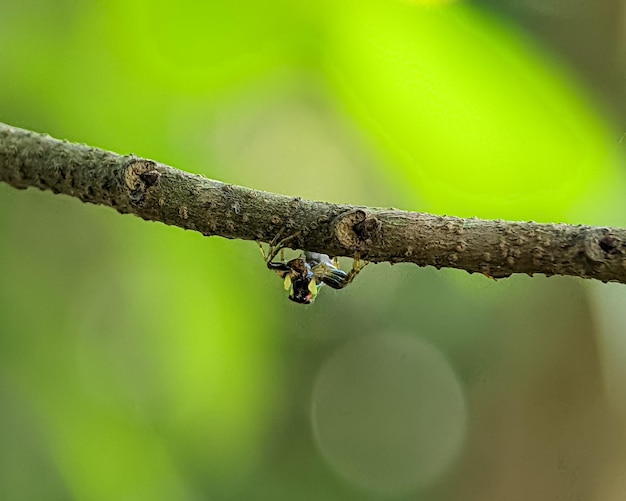 Cosmophasis is een geslacht van spinnen uit de familie salticidae