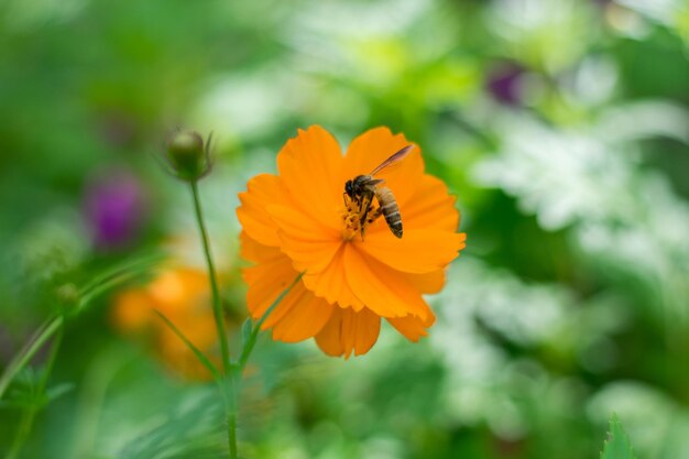 Cosmos and bee