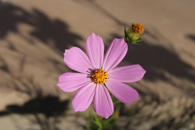 Cosmos bipinnatus, commonly called the garden cosmos or Mexican aster