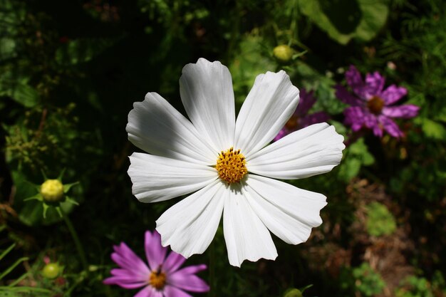 Cosmos bipinnatus wordt gewoonlijk de tuincosmos of Mexicaanse aster genoemd