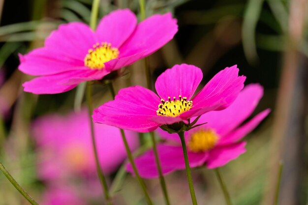 Photo cosmos bipinnatus