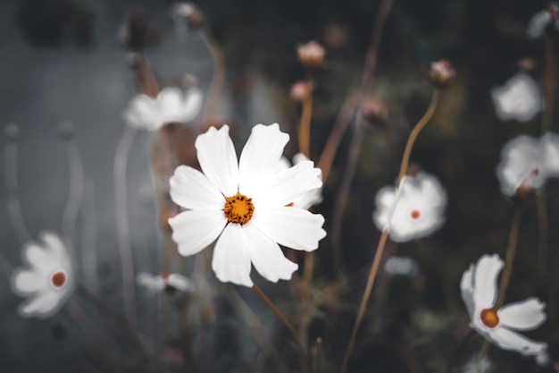 Cosmos bipinnatus