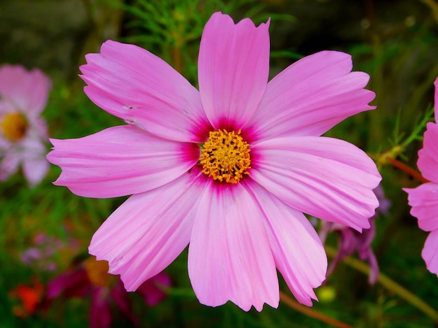 Cosmos bipinnatus