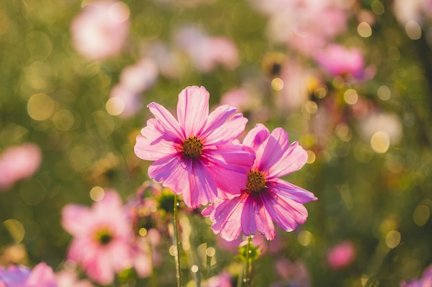 Cosmos bloeit prachtig in de tuin