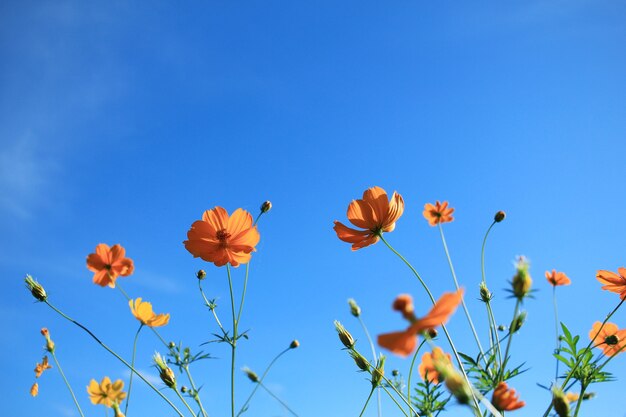 Cosmos and blue sky