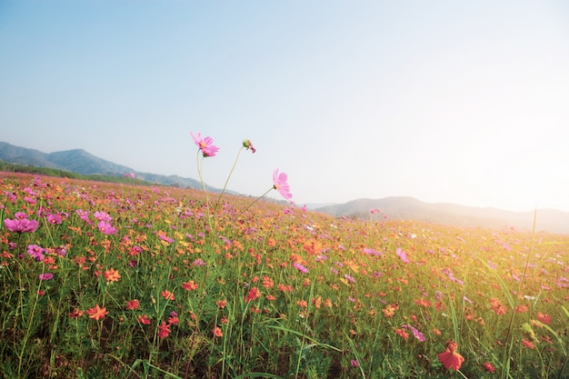 Photo cosmos on field at sunlight.