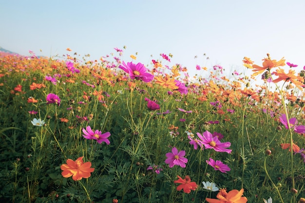 Cosmos in field with the beautiful at sky.