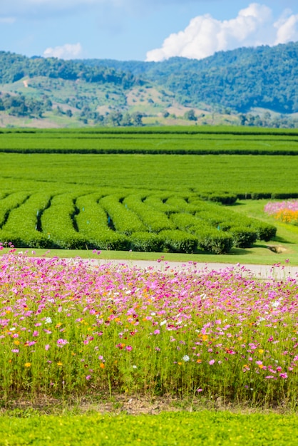 Cosmos Fields and Green tea field with blue sky