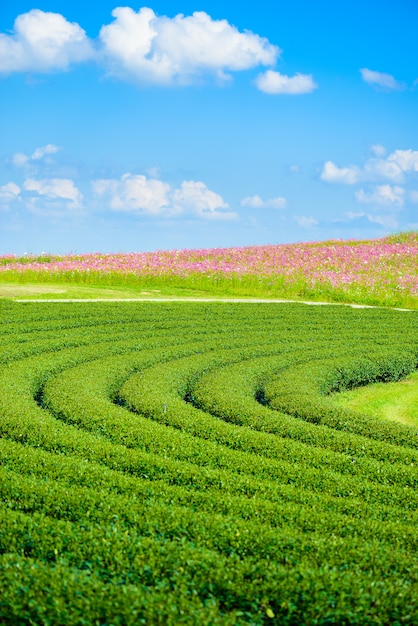 Cosmos Fields and Green tea field with blue sky