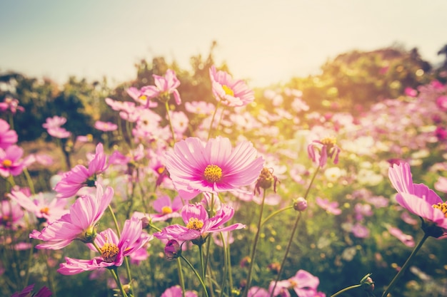 コスモスの花とヴィンテージ調の日差し。