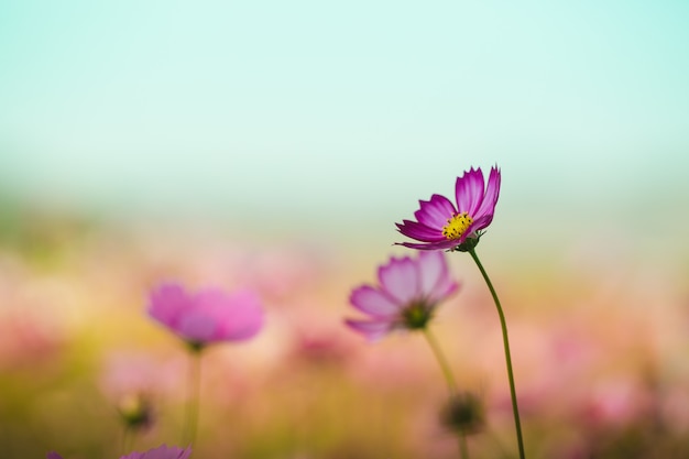 美しいコスモスの花