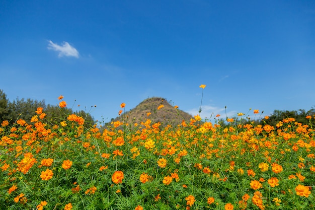 Cosmos flower blooming in the field-8