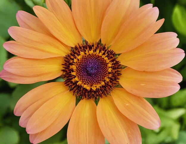 Cosmos flower blossom in garden