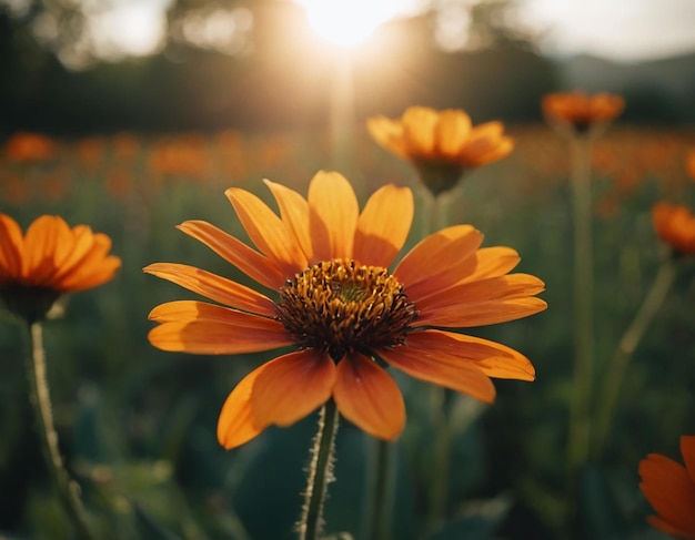 Cosmos flower blossom in garden