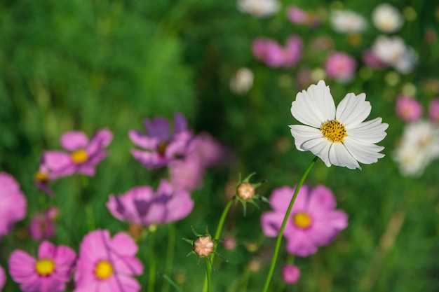 Cosmos flower close-up background