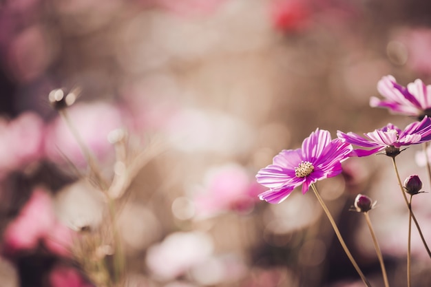 コスモスの花はソフトセレクティブフォーカスと夕日を背景にクローズアップ