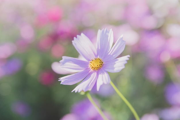 コスモスの花は、ソフトセレクティブフォーカスで日没の背景にクローズアップ