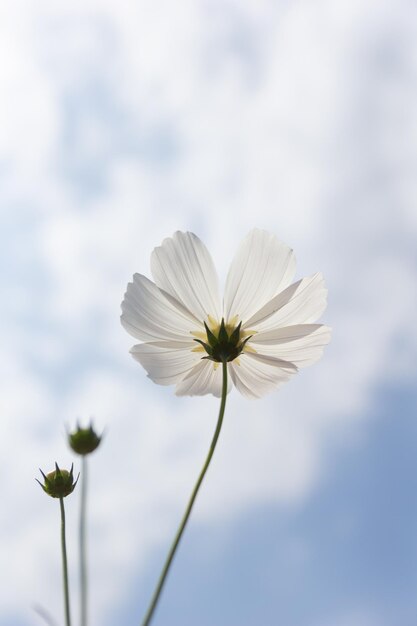 Фото Цветок космос cosmos bipinnatus