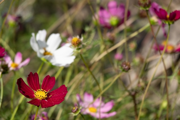 フィールドの日の出にコスモスの花の顔