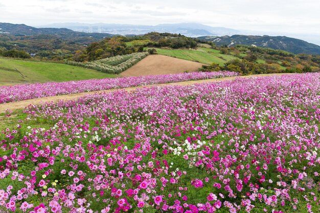 Photo cosmos flower farm