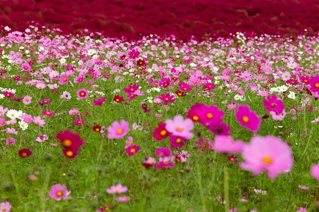 Cosmos flower field garden