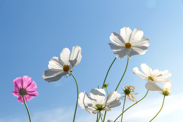 푸른 하늘, 코스모스 꽃밭 피는 봄 꽃 시즌 코스모스 꽃밭