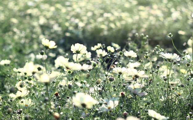 Cosmos flower field with grass