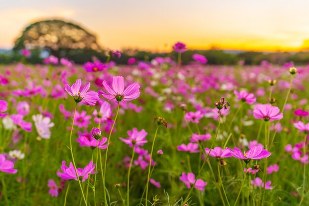 夕日とコスモスの花畑