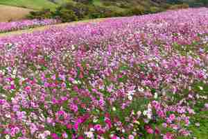 Photo cosmos flower field