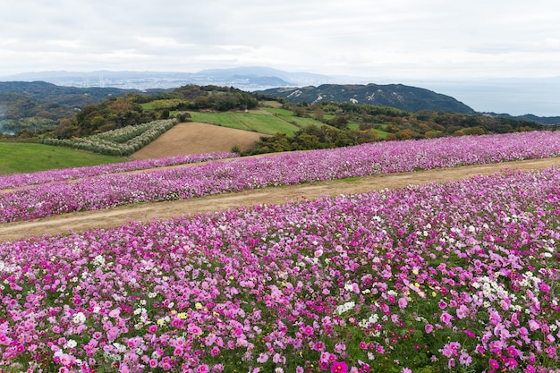 Cosmos flower field