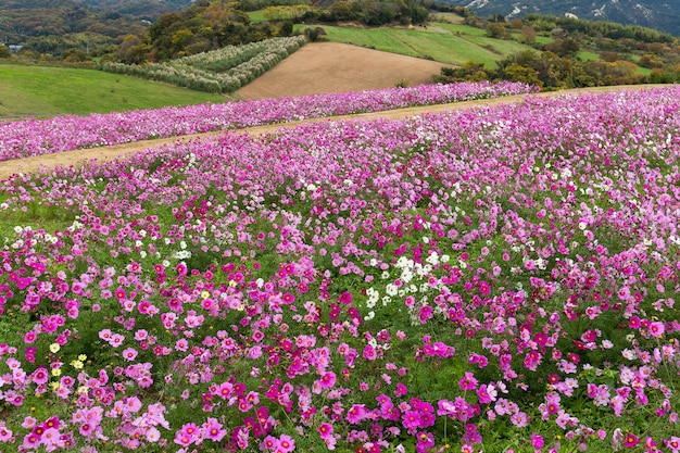 Cosmos flower field