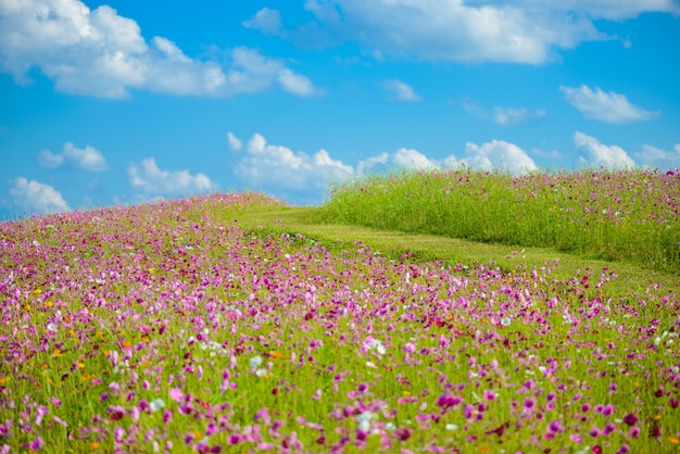 コスモスの花畑