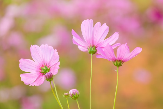 Cosmos flower field